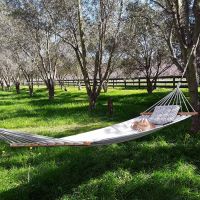 Hammock in the Olive Grove